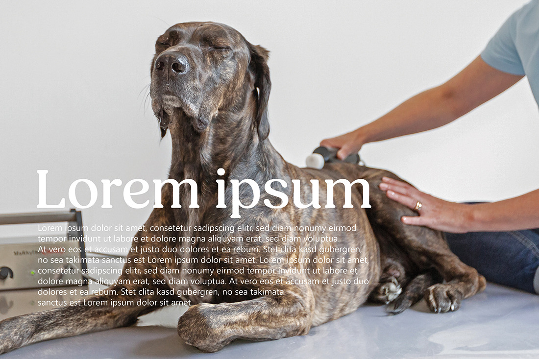 Zufriedener Hund während Behandlung, Fotografie Unternehmensportrait Tierphysio Schloßberg