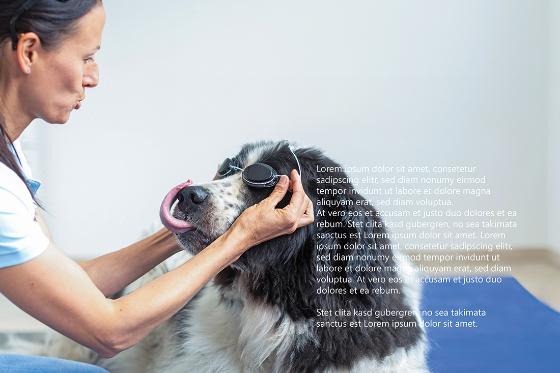 Hund bekommt Brille, vor der Behandlung, Nahaufnahme, Fotografie Unternehmensportrait Tierphysiotherapie am Schlossberg