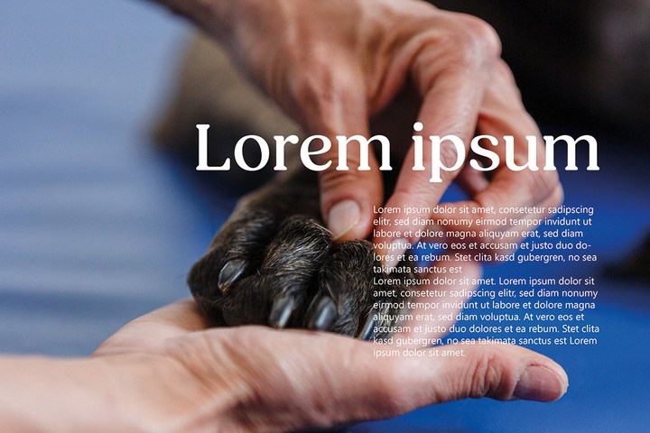 Behandlung Hundepfote, Massage, Nahaufnahme, Fotografie Unternehmensportrait Tierphysio Schloßberg