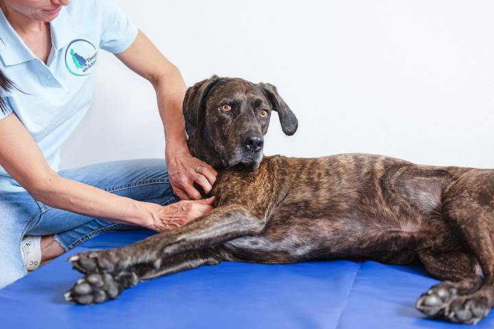Behandlung Hund, Massage, Nahaufnahme, Fotografie Unternehmensportrait Tierphysio Schloßberg