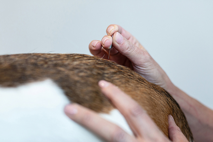 Hund wird akupunktiert, Akupunktur, Nahaufnahme, Fotografie Unternehmensportrait Tierphysio Schloßberg
