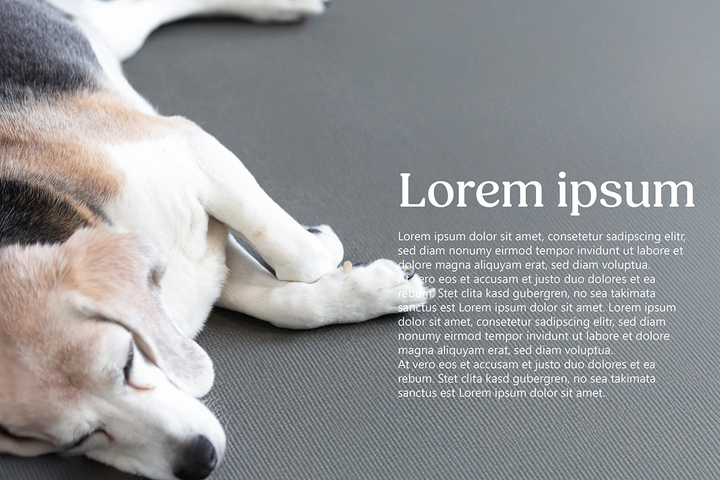 Lazy Dog, Hund liegt am Boden, Fotografie Unternehmensportrait Tierphysio Schloßberg