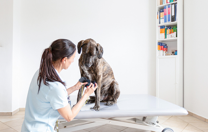 Hund wird behandelt, Elektromagnetfeld, Fotografie Unternehmensportrait Tierphysio Schloßberg
