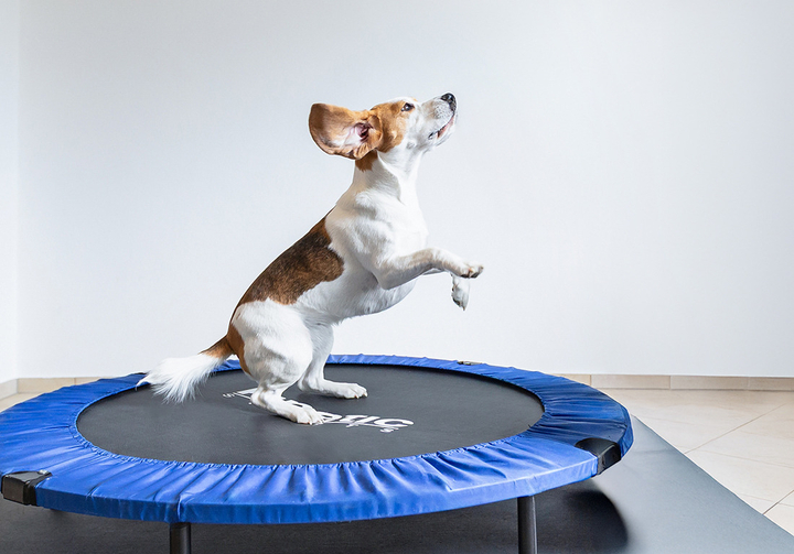 Hund macht Männchen auf Trampolin, Fotografie Unternehmensportrait Tierphysio Schloßberg