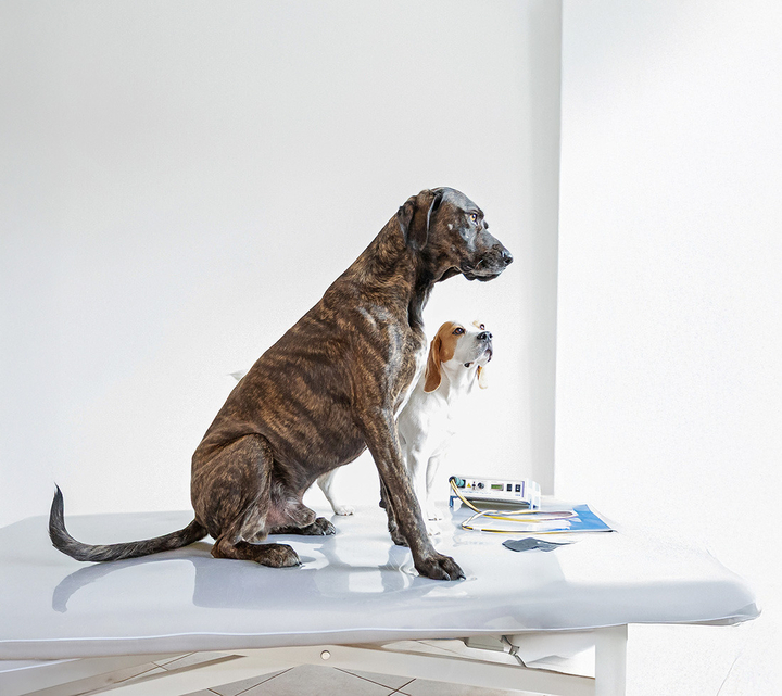 2 Hunde warten auf Behandlungsliege, Fotografie Unternehmensportrait Tierphysio Schloßberg