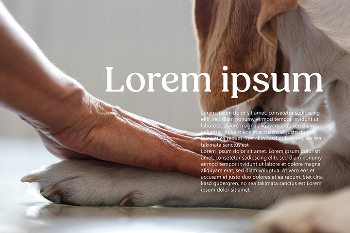 Hand auf Hundepfote, Nahaufnahme, Fotografie Unternehmensportrait Tierphysio Schloßberg