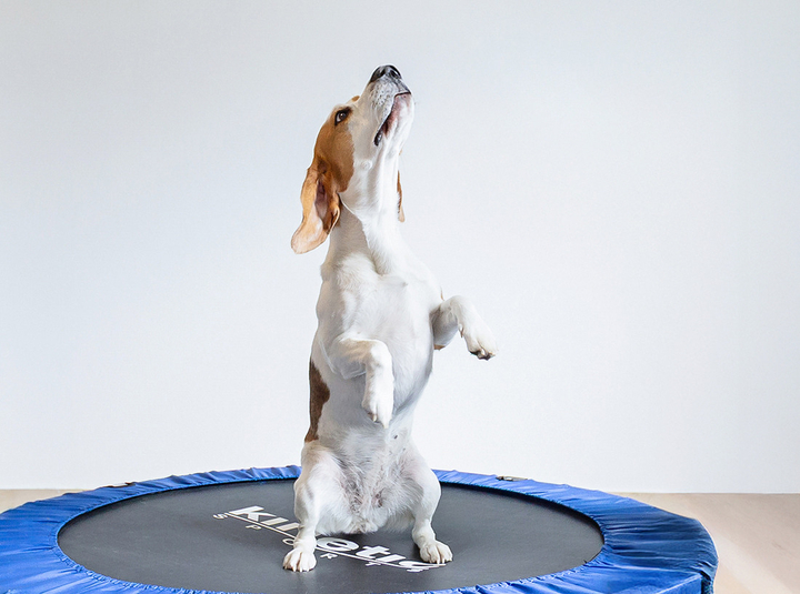 Hund macht Männchen auf Trampolin, Fotografie Unternehmensportrait Tierphysio Schloßberg